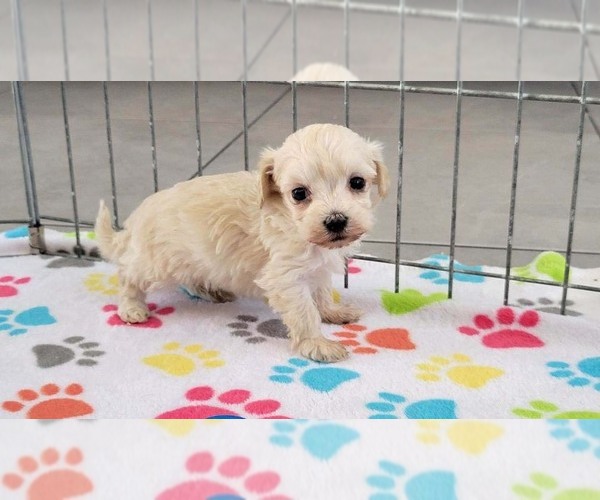 Medium Photo #1 Maltese-Poodle (Toy) Mix Puppy For Sale in ORO VALLEY, AZ, USA