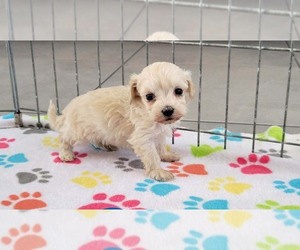 Maltese-Poodle (Toy) Mix Puppy for sale in ORO VALLEY, AZ, USA