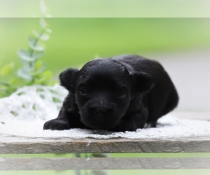 Maltipoo Puppy for sale in BLUFORD, IL, USA