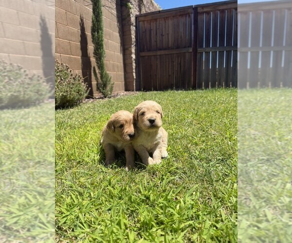 Medium Photo #9 English Cream Golden Retriever Puppy For Sale in SACRAMENTO, CA, USA