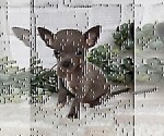 Small #19 Chihuahua