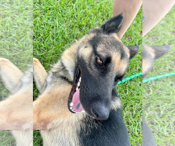 Medium Photo #3 German Shepherd Dog Puppy For Sale in Monticello, MS, USA
