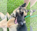 Small #2 German Shepherd Dog