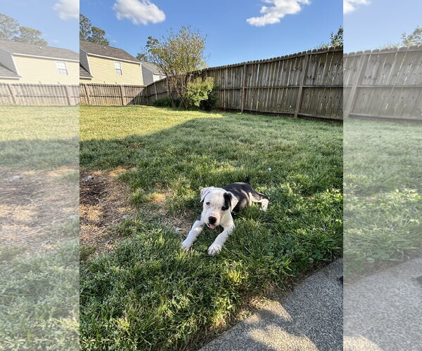 Medium Photo #3 American Pit Bull Terrier-Labrador Retriever Mix Puppy For Sale in Holly Springs, NC, USA