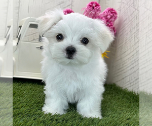 Maltese Dogs for adoption in LOS ANGELES, CA, USA