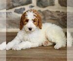Small #3 Goldendoodle