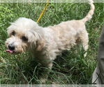 Small #6 Shih Tzu Mix
