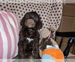 Small Photo #29 Australian Labradoodle Puppy For Sale in W FIELD, NC, USA