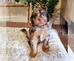 Puppy Petunia Aussiedoodle Miniature -Miniature Bernedoodle Mix