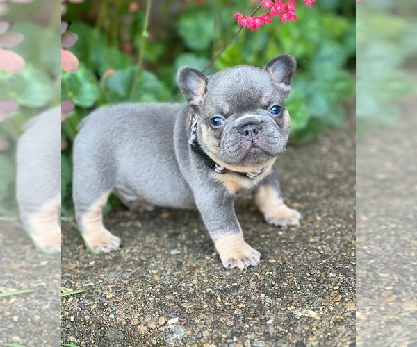 Medium Photo #1 French Bulldog Puppy For Sale in CLACKAMAS, OR, USA