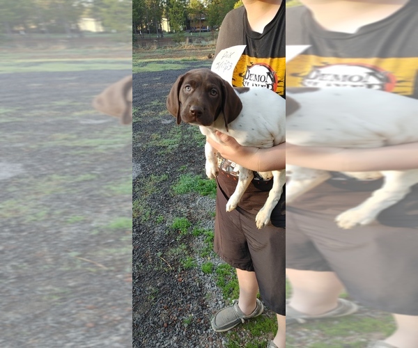 Medium Photo #1 German Shorthaired Pointer Puppy For Sale in LA PINE, OR, USA