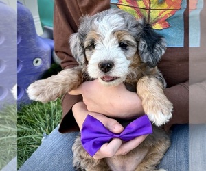 Bernedoodle (Miniature) Puppy for sale in ROY, UT, USA