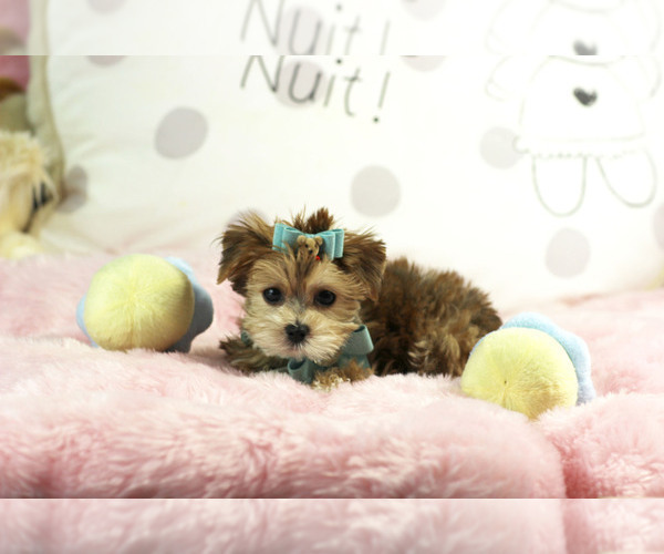 Medium Photo #3 Morkie Puppy For Sale in MIAMI BEACH, FL, USA