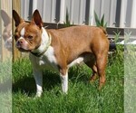 Small Photo #6 Boston Terrier Puppy For Sale in FREDERICKSBG, OH, USA