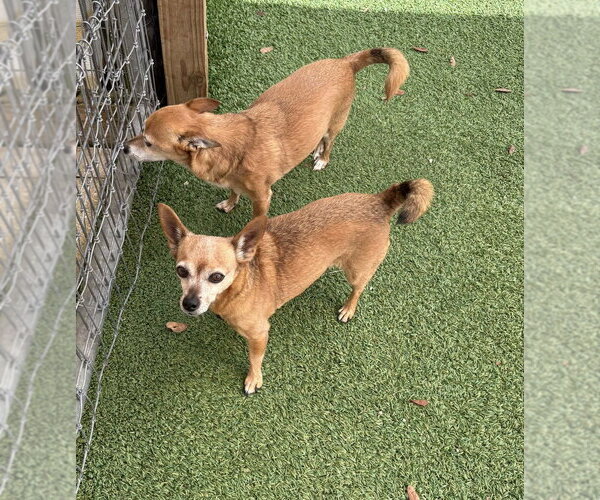 Medium Photo #3 Chihuahua-Unknown Mix Puppy For Sale in oakland, FL, USA