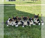 Small #1 Pembroke Welsh Corgi