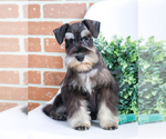 Small Photo #18 Schnauzer (Miniature) Puppy For Sale in SYRACUSE, IN, USA