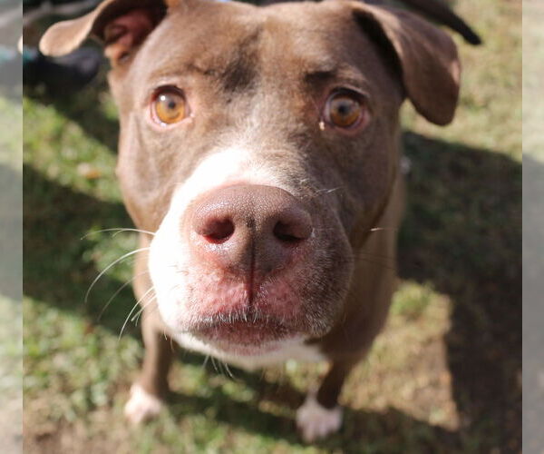 Medium Photo #4 Bulldog-Unknown Mix Puppy For Sale in Jackson, MS, USA