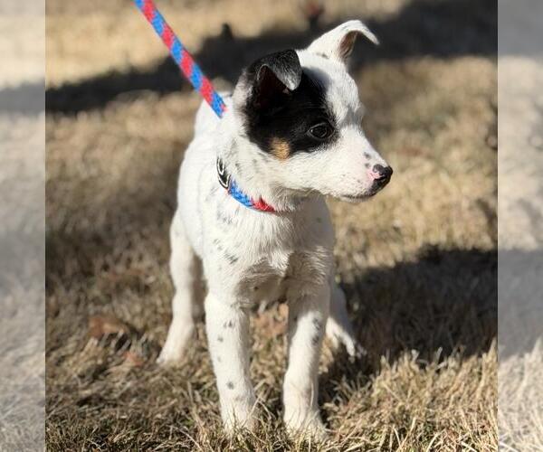 Medium Photo #4 Jack Russell Terrier-Unknown Mix Puppy For Sale in Yardley, PA, USA