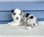 Small Photo #9 Australian Shepherd Puppy For Sale in LODA, IL, USA