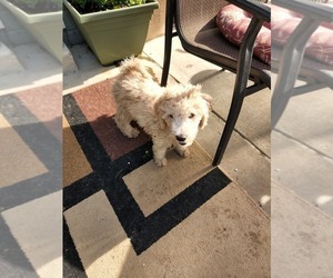 Doodle-Poodle (Miniature) Mix Puppy for Sale in GREELEY, Colorado USA