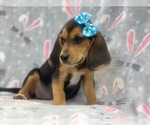 Small Photo #5 Beagle Puppy For Sale in LAKELAND, FL, USA