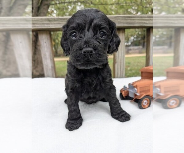 Medium Photo #1 Cock-A-Poo Puppy For Sale in SALEM, MO, USA