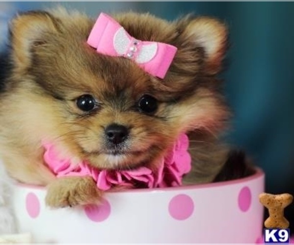 Medium Photo #9 Pomeranian Puppy For Sale in HOMESTEAD, FL, USA