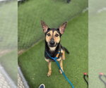 Small #3 German Shepherd Dog Mix