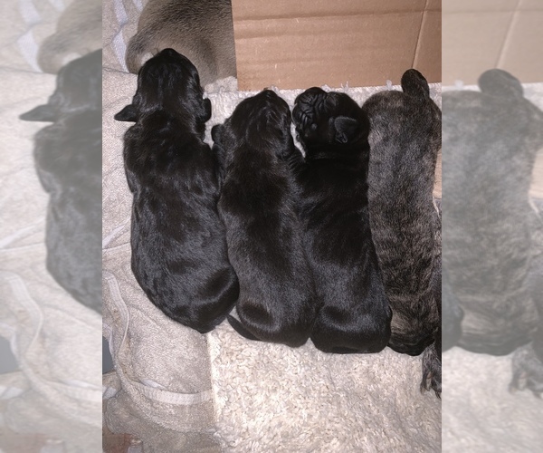 Medium Photo #3 Presa Canario Puppy For Sale in POWDER SPRINGS, GA, USA