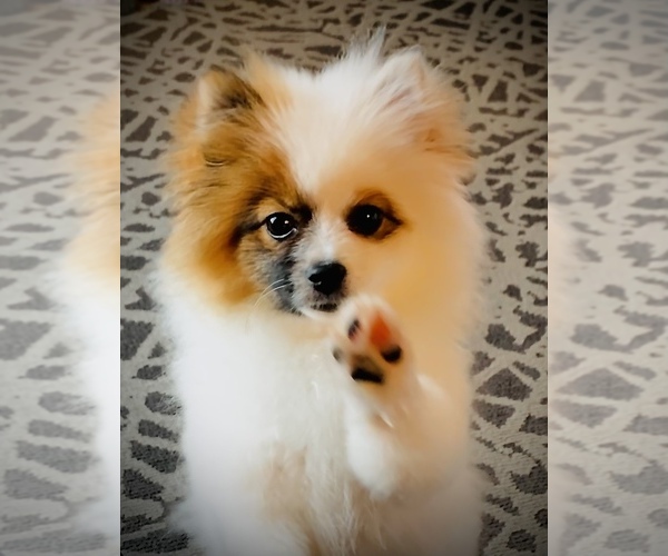 Medium Photo #4 Pomeranian Puppy For Sale in ANDERSON, IN, USA