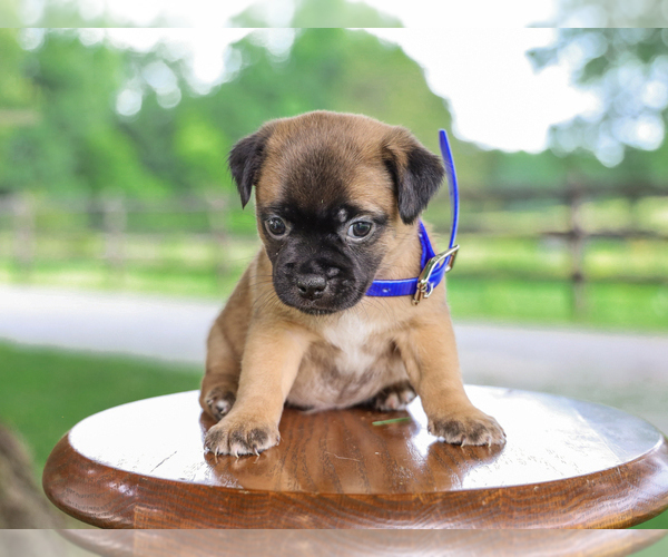 Medium Photo #5 Jug Puppy For Sale in LIBERTY, KY, USA