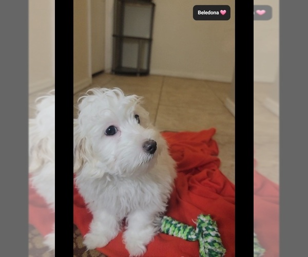 Medium Photo #2 Havanese Puppy For Sale in TUCSON, AZ, USA