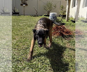 Mutt Dogs for adoption in Imlay City, MI, USA