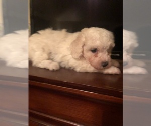 Bichon Frise Puppy for sale in CEDAR PARK, TX, USA