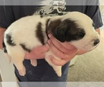 Small #2 Saint Bernard