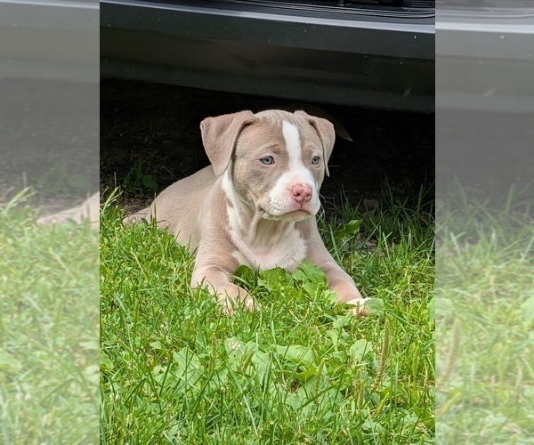 Medium Photo #1 American Bully Puppy For Sale in COUDERSPORT, PA, USA
