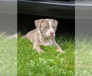 Medium American Bully