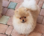 Small Photo #1 Pomeranian Puppy For Sale in SHERMAN OAKS, CA, USA