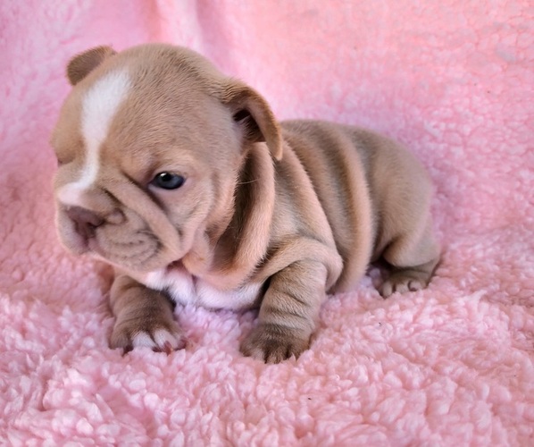 Medium Photo #7 French Bulldog Puppy For Sale in LAS VEGAS, NV, USA