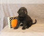 Small Photo #4 Double Doodle Puppy For Sale in BOTHELL, WA, USA