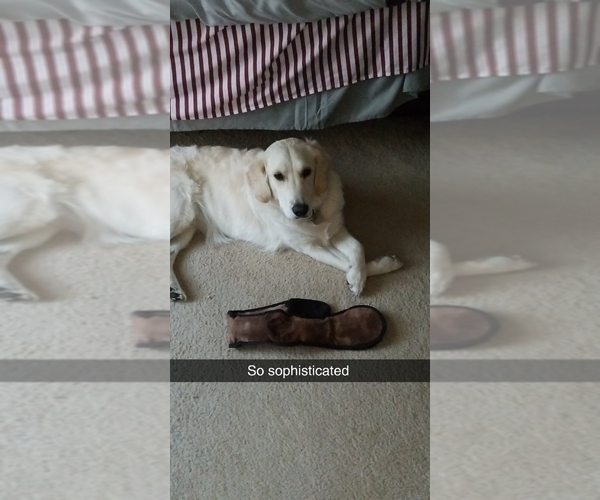 Medium Photo #1 Golden Retriever Puppy For Sale in PEYTON, CO, USA