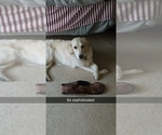 Small Photo #1 Golden Retriever Puppy For Sale in PEYTON, CO, USA