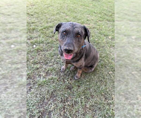 Medium Photo #2 Mutt Puppy For Sale in Riverside, CA, USA