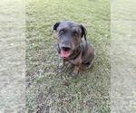 Small #1 Mutt
