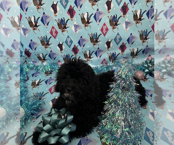 Medium Photo #10 Cock-A-Poo Puppy For Sale in SAN DIEGO, CA, USA