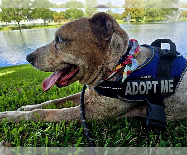 Medium Photo #3 Catahoula Leopard Dog-Unknown Mix Puppy For Sale in Ocala, FL, USA