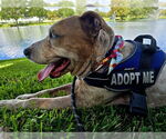 Small #2 Catahoula Leopard Dog Mix