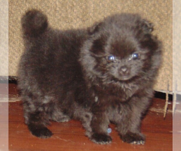 Medium Photo #6 Pomeranian Puppy For Sale in ALTON, MO, USA