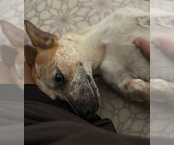 Medium Photo #15 Jackshund Puppy For Sale in Oakhurst, NJ, USA